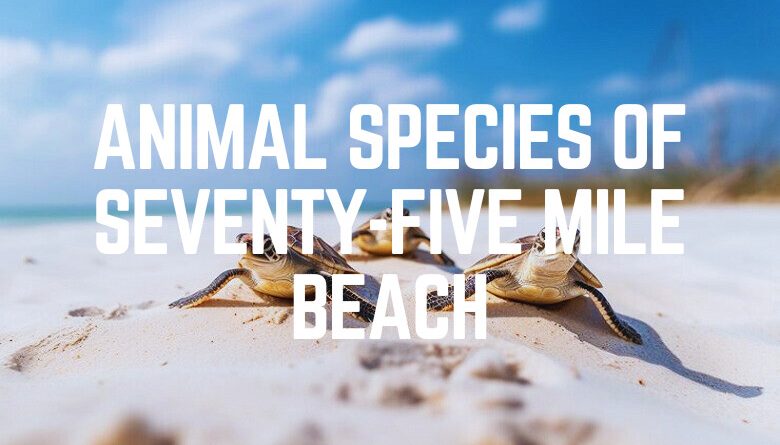 Animal Species Of Seventy-Five Mile Beach