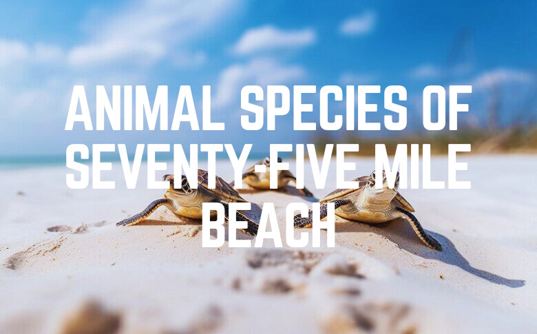 Animal Species Of Seventy-Five Mile Beach