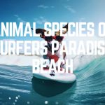 Animal Species Of Surfers Paradise Beach