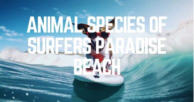 Animal Species Of Surfers Paradise Beach