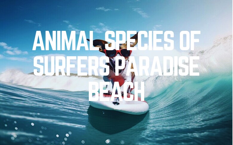 Animal Species Of Surfers Paradise Beach