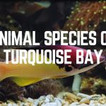 Animal Species Of Turquoise Bay