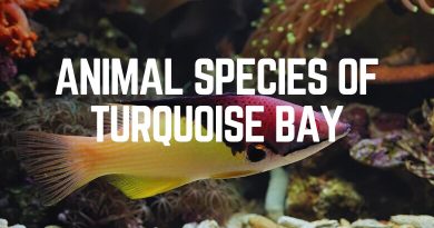 Animal Species Of Turquoise Bay