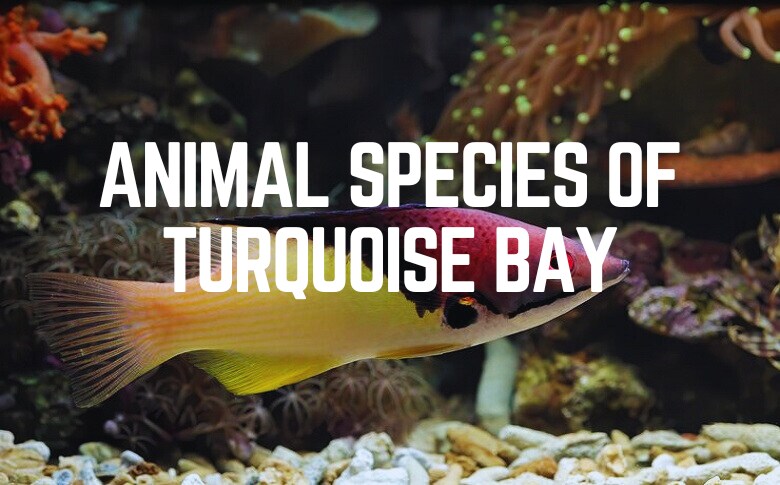 Animal Species Of Turquoise Bay