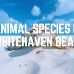 Animal Species Of Whitehaven Beach