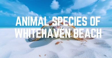 Animal Species Of Whitehaven Beach