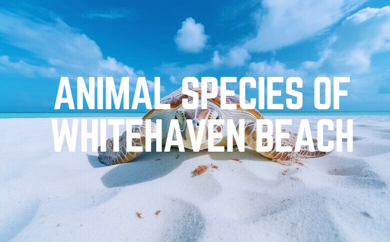 Animal Species Of Whitehaven Beach