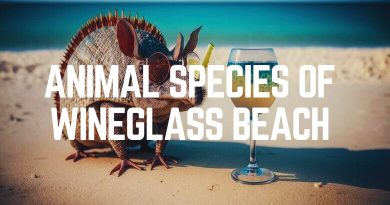 Animal Species Of Wineglass Beach