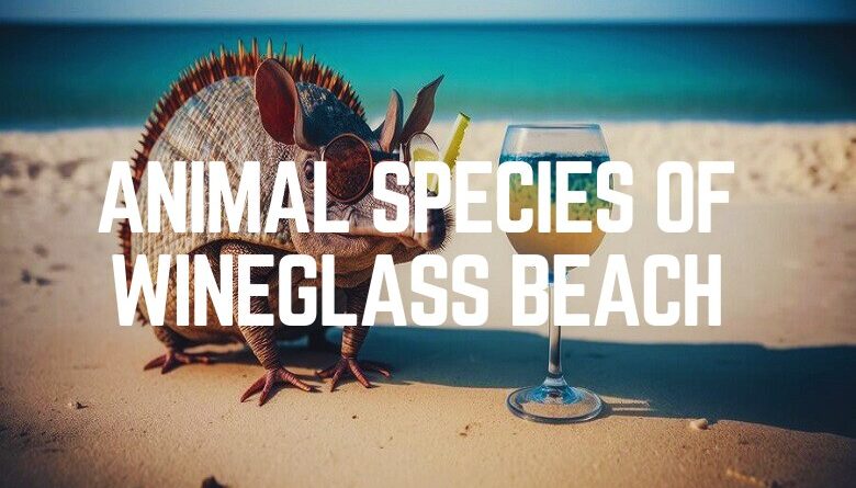 Animal Species Of Wineglass Beach