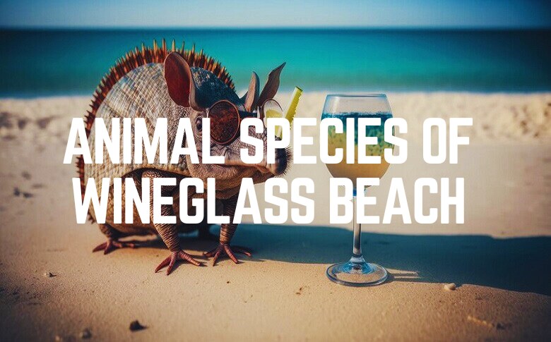 Animal Species Of Wineglass Beach