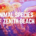 Animal Species Of Zenith Beach