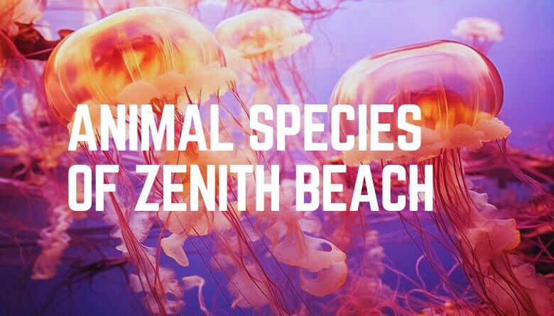 Animal Species Of Zenith Beach