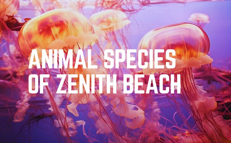 Animal Species Of Zenith Beach