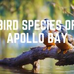 Bird Species Of Apollo Bay