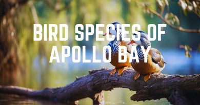 Bird Species Of Apollo Bay