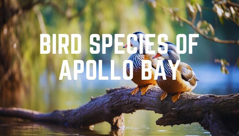 Bird Species Of Apollo Bay