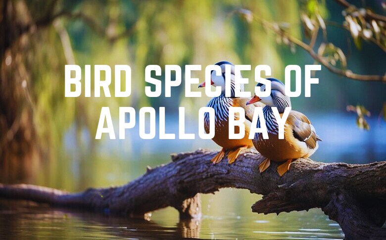 Bird Species Of Apollo Bay