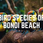 Bird Species Of Bondi Beach