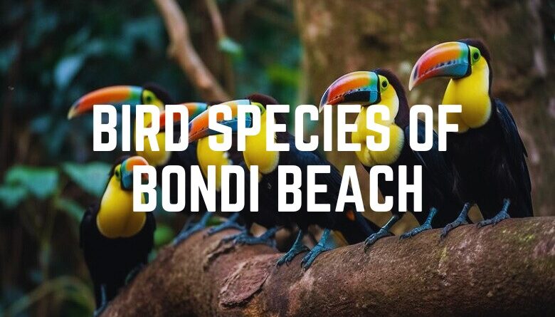 Bird Species Of Bondi Beach