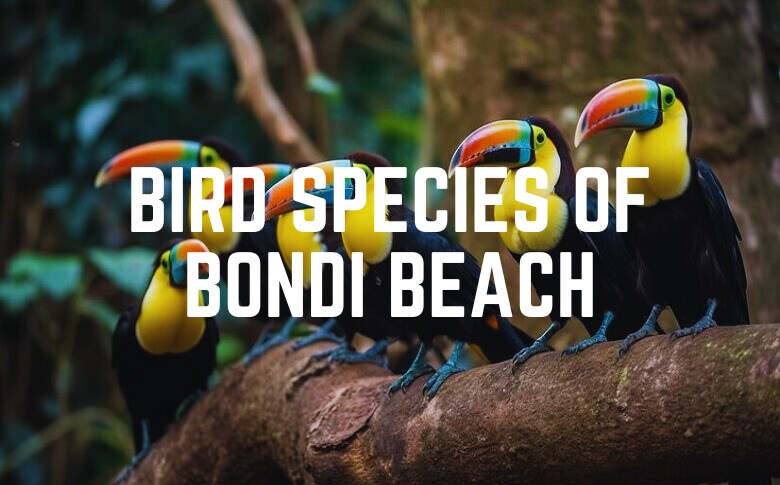 Bird Species Of Bondi Beach