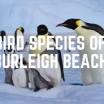 Bird Species Of Burleigh Beach