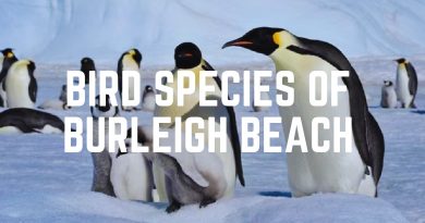 Bird Species Of Burleigh Beach