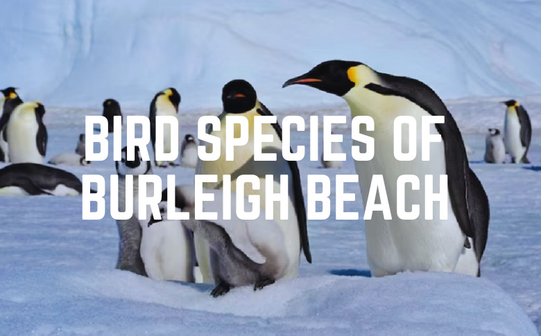 Bird Species Of Burleigh Beach