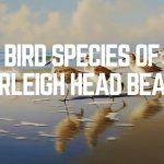 Bird Species Of Burleigh Head Beach