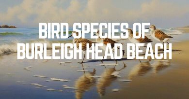 Bird Species Of Burleigh Head Beach