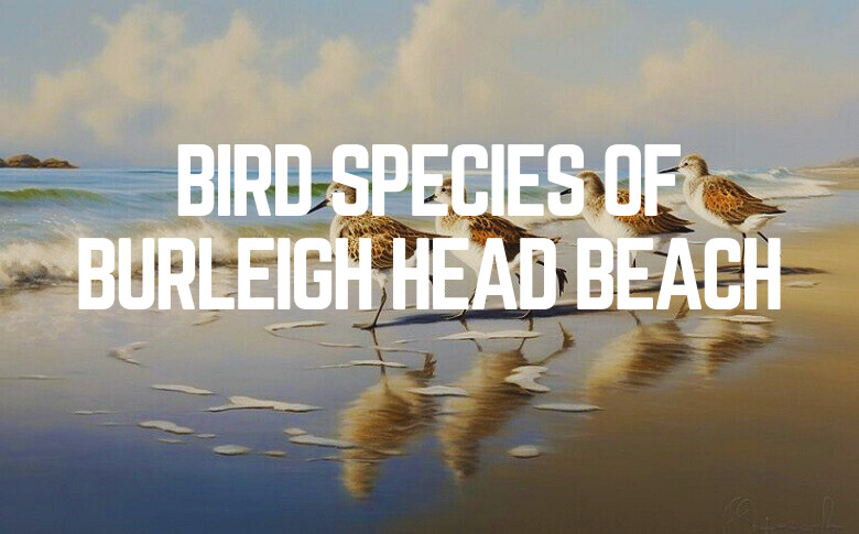 Bird Species Of Burleigh Head Beach