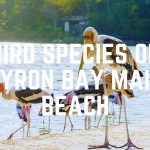 Bird Species Of Byron Bay Main Beach