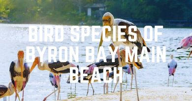Bird Species Of Byron Bay Main Beach