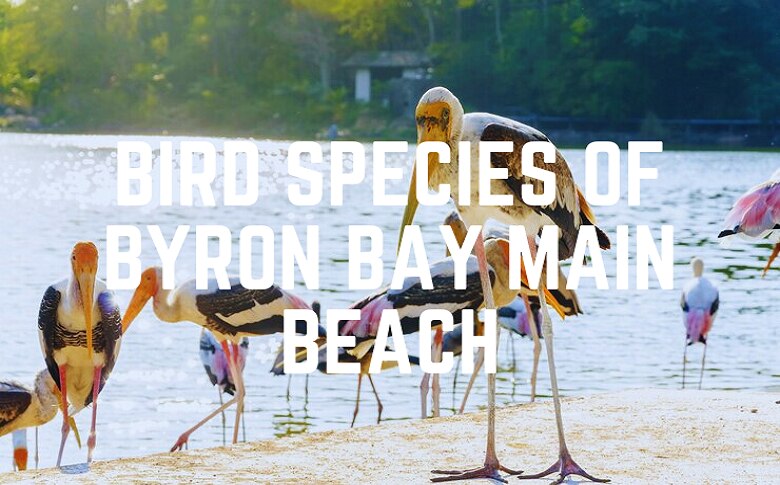 Bird Species Of Byron Bay Main Beach