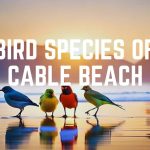 Bird Species Of Cable Beach