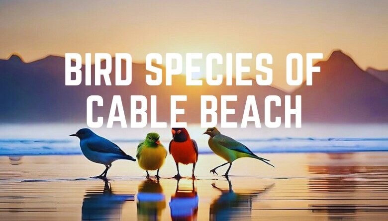 Bird Species Of Cable Beach