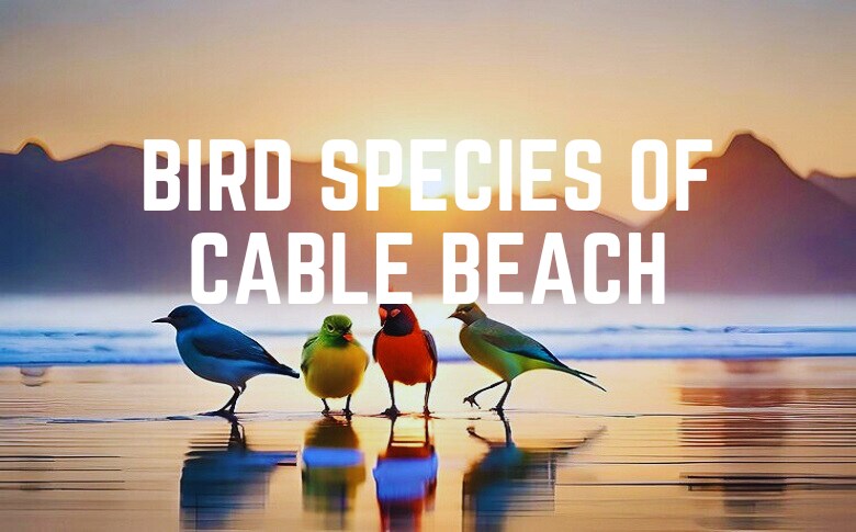 Bird Species Of Cable Beach