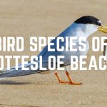 Bird Species Of Cottesloe Beach