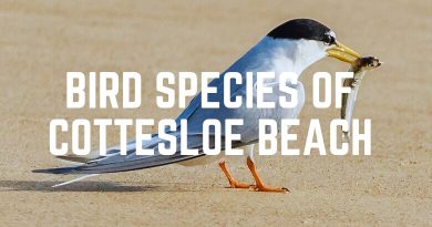 Bird Species Of Cottesloe Beach