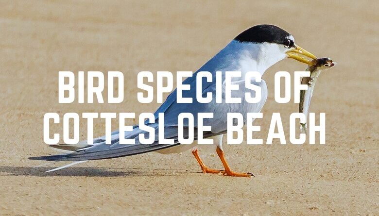 Bird Species Of Cottesloe Beach