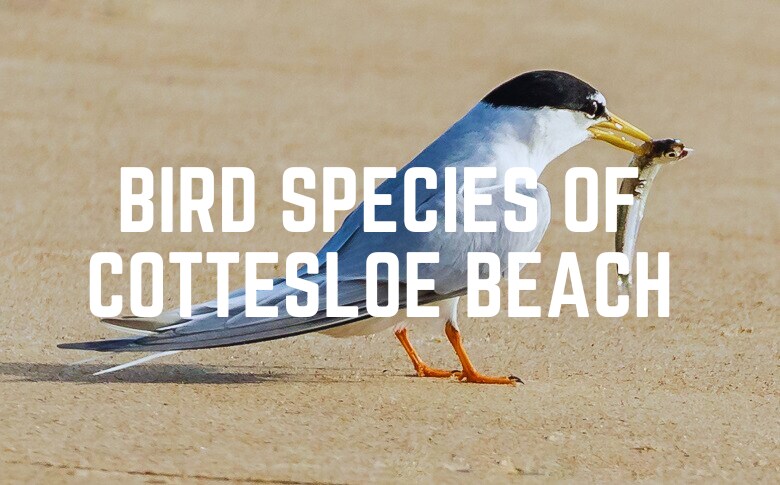 Bird Species Of Cottesloe Beach