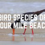 Bird Species Of Four Mile Beach