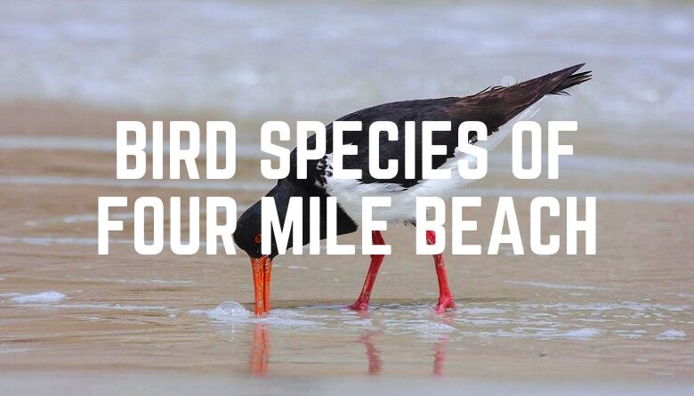 Bird Species Of Four Mile Beach