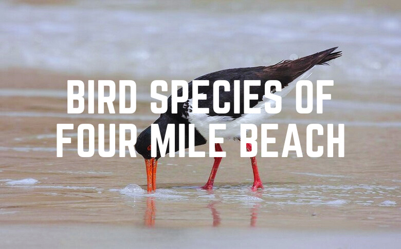 Bird Species Of Four Mile Beach