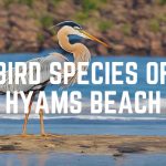 Bird Species Of Hyams Beach