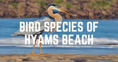Bird Species Of Hyams Beach