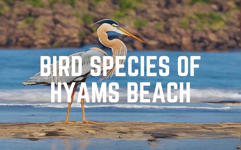 Bird Species Of Hyams Beach