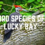 Bird Species Of Lucky Bay