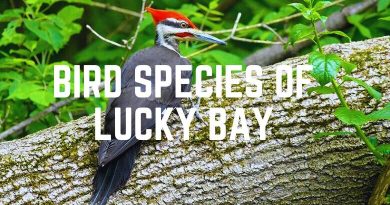 Bird Species Of Lucky Bay