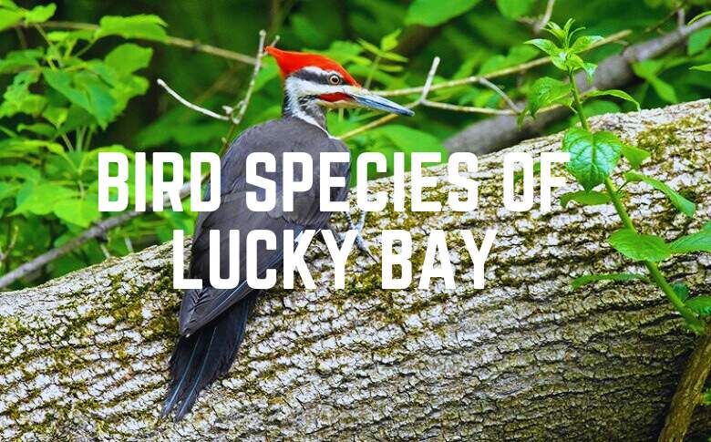 Bird Species Of Lucky Bay