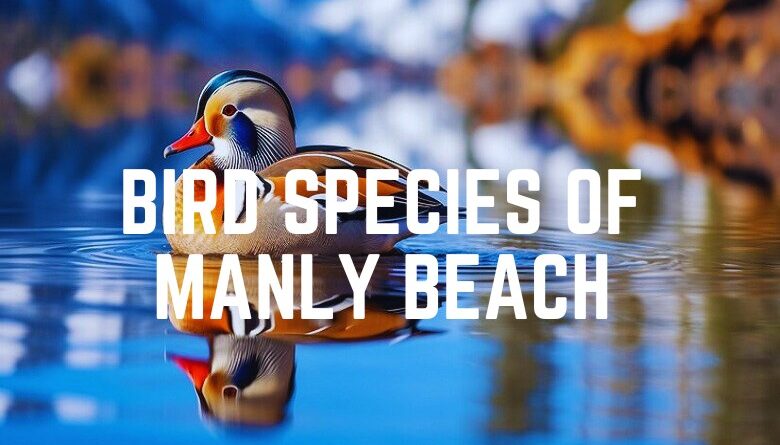 Bird Species Of Manly Beach